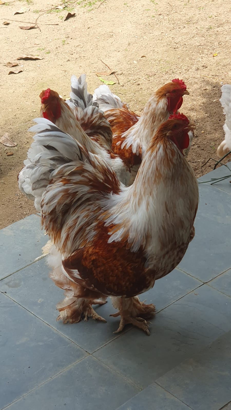 WhatsApp Image 2023-09-05 at 17.52.48