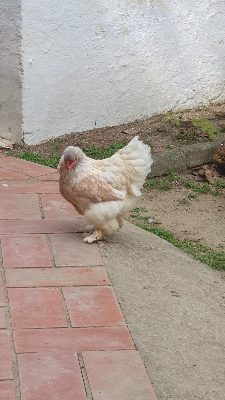 WhatsApp Image 2023-09-05 at 17.52.49