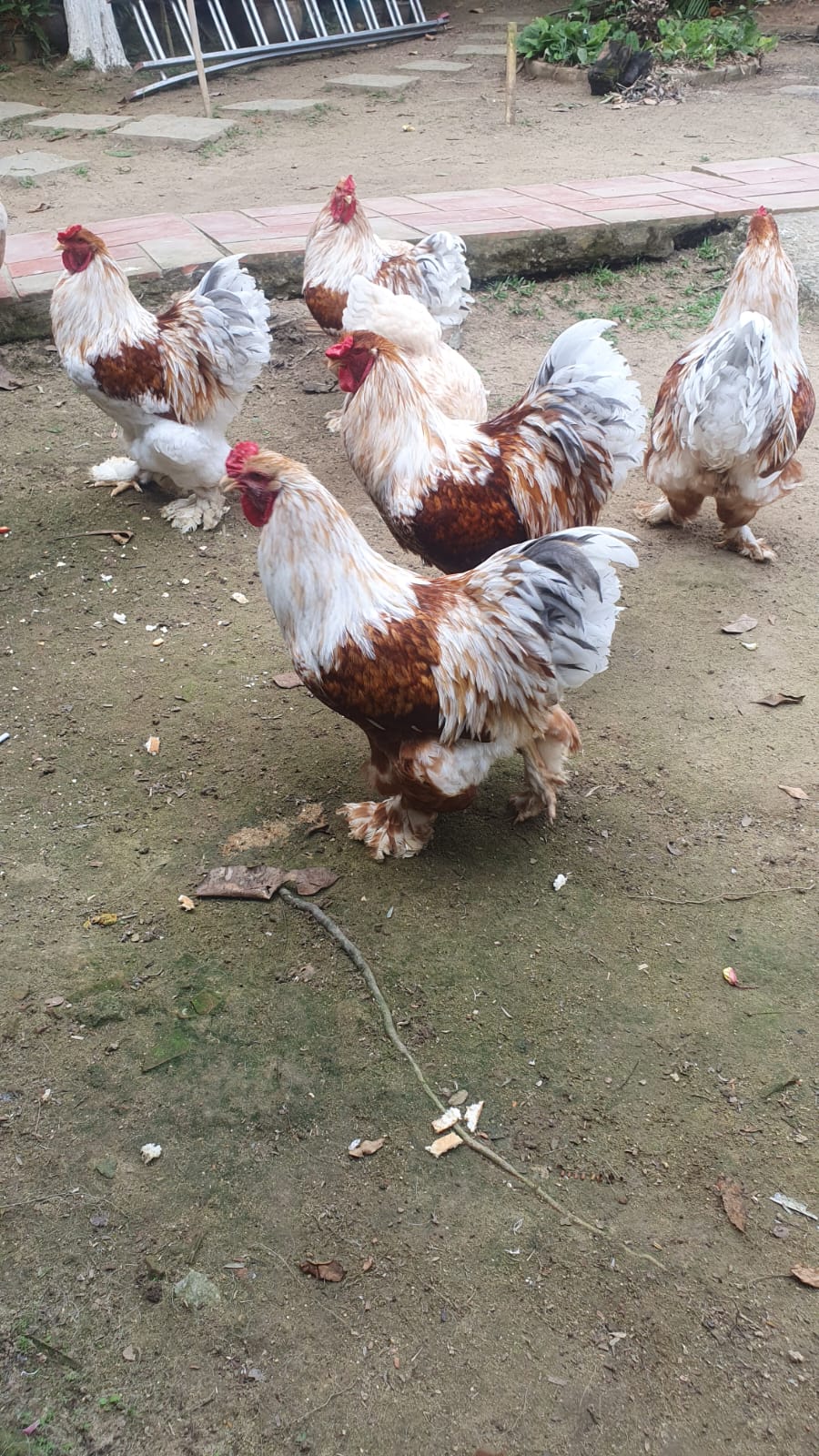 WhatsApp Image 2023-09-05 at 17.52.50