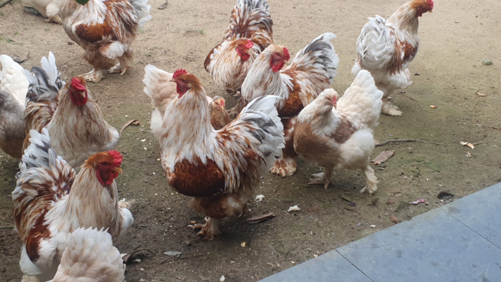 WhatsApp Image 2023-09-05 at 17.52.54